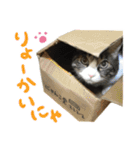 猫のポンタとチーコ（個別スタンプ：24）