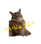 ちゃいろぅず。…くぅ＆もか（個別スタンプ：5）