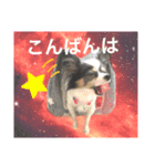 くぅちゃまキュートスタンプ（個別スタンプ：9）