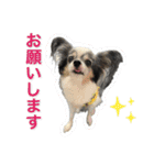 くぅちゃまキュートスタンプ（個別スタンプ：16）