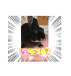 うさパンちゃん2（個別スタンプ：1）