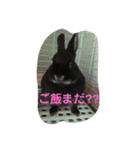 うさパンちゃん2（個別スタンプ：3）