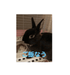 うさパンちゃん2（個別スタンプ：5）