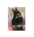 うさパンちゃん2（個別スタンプ：7）