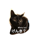 ちょこにゃん（あいさつ編）（個別スタンプ：2）