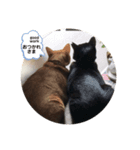 ちょこにゃん（あいさつ編）（個別スタンプ：4）