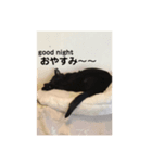 ちょこにゃん（あいさつ編）（個別スタンプ：5）