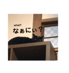 ちょこにゃん（あいさつ編）（個別スタンプ：8）