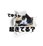 ねこのごまたまごのスタンプ（個別スタンプ：3）