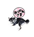 愛犬ふがし（個別スタンプ：1）