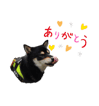 愛犬ふがし（個別スタンプ：2）