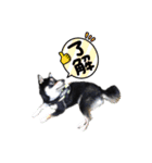 愛犬ふがし（個別スタンプ：3）