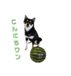 愛犬ふがし（個別スタンプ：4）