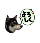 愛犬ふがし（個別スタンプ：5）