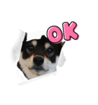 愛犬ふがし（個別スタンプ：6）