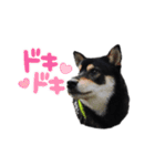 愛犬ふがし（個別スタンプ：8）
