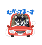 愛犬ふがし（個別スタンプ：9）