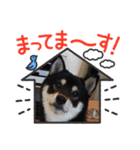 愛犬ふがし（個別スタンプ：10）