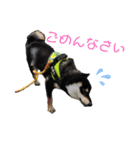 愛犬ふがし（個別スタンプ：11）