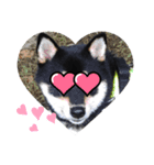 愛犬ふがし（個別スタンプ：12）