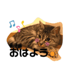 こたんず（個別スタンプ：1）