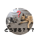 こたんず（個別スタンプ：4）