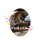 こたんず（個別スタンプ：6）