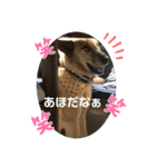 こたんず（個別スタンプ：7）