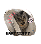 こたんず（個別スタンプ：9）