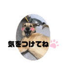 こたんず（個別スタンプ：13）