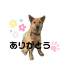 こたんず（個別スタンプ：15）
