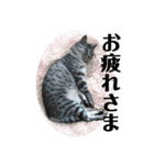 こたんず（個別スタンプ：17）