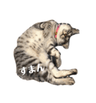 こたんず（個別スタンプ：24）