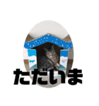 こたんず（個別スタンプ：30）