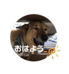 こたんず（個別スタンプ：34）