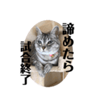 こたんず（個別スタンプ：36）