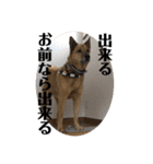 こたんず（個別スタンプ：37）