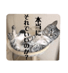 こたんず（個別スタンプ：39）