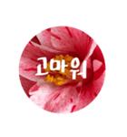 チェリースター♡韓国語♡花♡（個別スタンプ：2）