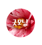 チェリースター♡韓国語♡花♡（個別スタンプ：3）