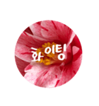 チェリースター♡韓国語♡花♡（個別スタンプ：4）