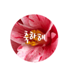 チェリースター♡韓国語♡花♡（個別スタンプ：6）