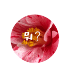 チェリースター♡韓国語♡花♡（個別スタンプ：9）