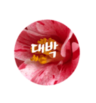 チェリースター♡韓国語♡花♡（個別スタンプ：11）
