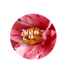 チェリースター♡韓国語♡花♡（個別スタンプ：13）