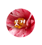チェリースター♡韓国語♡花♡（個別スタンプ：17）