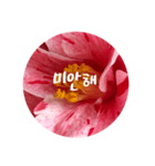 チェリースター♡韓国語♡花♡（個別スタンプ：23）