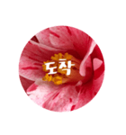 チェリースター♡韓国語♡花♡（個別スタンプ：28）