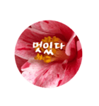 チェリースター♡韓国語♡花♡（個別スタンプ：30）