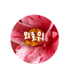 チェリースター♡韓国語♡花♡（個別スタンプ：33）
